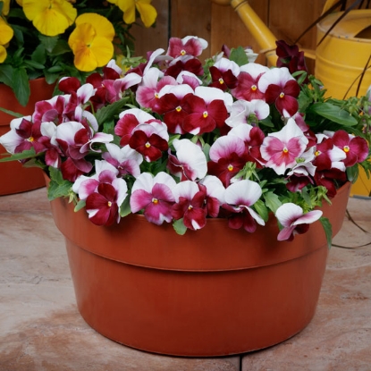 Picture of Viola - Grandissimo Rose Beacon F1